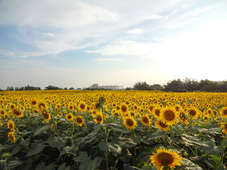 Obraz premium ひまわり畑（神奈川県座間市）