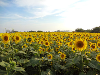 ひまわり畑（神奈川県座間市）