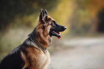 close portrait of beautiful young long haired female german shepherd dog sitting on the road with...