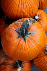 Pumpkins in the Fall season