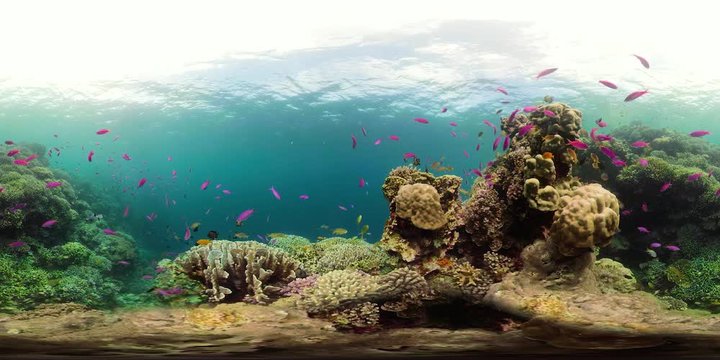 Coral reef underwater with fishes and marine life. Coral reef and tropical fish. Camiguin, Philippines.