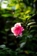 Obraz premium red hibiscus flower in the garden