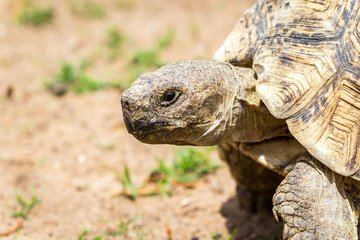 Close up of a head of an old tortoise, Namibia, Africa