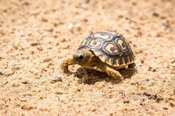 Young and little tortoise walking through a sandy ground, Namibia, Africa
