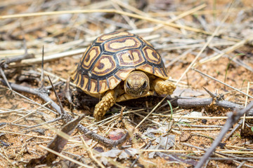 Young and little tortoise walking through grass and thorny branches, Namibia, Africa