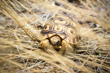 Young and little tortoise hiding in high grass, Namibia, Africa