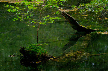 晩秋の森を行く　自然の庭園と黄葉