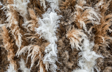 Cortaderia selloana or pampas grass background. Close up view of different types of pampas grass.