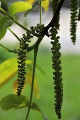 Spring walnut flowering before leaf decomposition