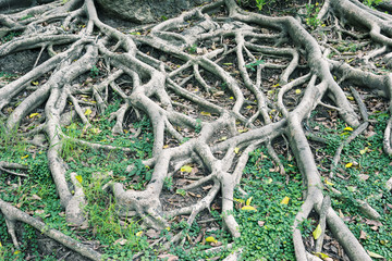 closeup big tree root