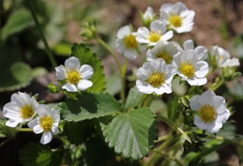 Strawberries waiting for pollination in spring flowering time