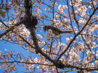 Abstract nature background. Perching bird and sakura flower blooming with blue sky in cherry blossom season.