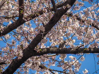 Abstract nature background. Perching bird and sakura flower blooming with blue sky in cherry blossom season.