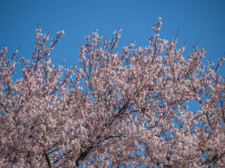 Abstract nature background. Sakura flower blooming with blue sky in cherry blossom season.