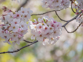 Closeup of sakura flower blooming branches with blurry bokeh background in cherry blossom season.