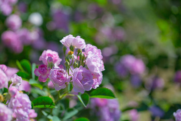 Fototapeta premium Rose flower, seven sister flower close-up, blooming outdoors in spring after the rain，Rosa multiflora Thunb. var. carnea Thory 