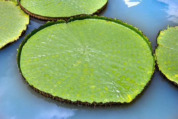 Victoria waterlily in the pool