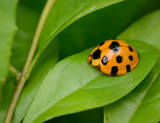 Ladybug yellow on a green leaf background in nature at Thailand, Variable Ladybird Beetles - Coelophora inaequalis