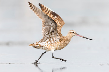 飛び立つオオソリハシシギ成鳥(Bar-tailed Godwit)
