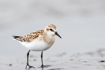 トウネン幼鳥(Red-necked Stint)