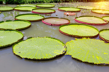 Victoria waterlily in the pool,Green leaves pattern