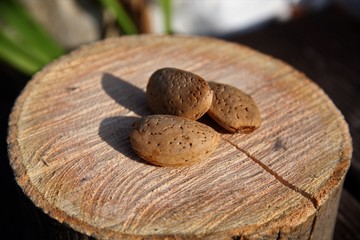 On the log are three almond seeds in a peeled state