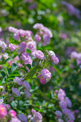 Rose flower, seven sister flower close-up, blooming outdoors in spring after the rain，Rosa multiflora Thunb. var. carnea Thory 