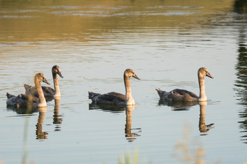 Family of nearly mature swans in the lake