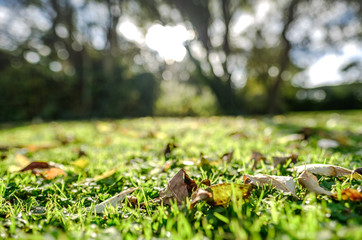 Shallow focus, low level view of autumn leaves seen laying on damp grass, seen during sunset at a rural location.