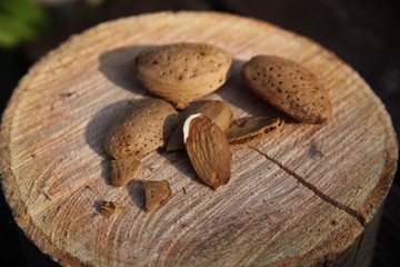 Almond seeds placed on logs and in a broken state