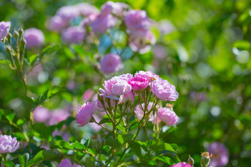 Rose flower, seven sister flower close-up, blooming outdoors in spring after the rain，Rosa multiflora Thunb. var. carnea Thory 