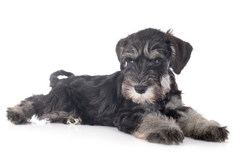 puppy miniature schnauzer