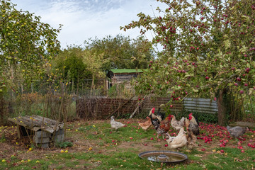 Rural small holding of a flock of chickens seen in a make shift sectioned area in an apple orchard. Fallen apples can be seen of which the chickens eat during the autumn months.