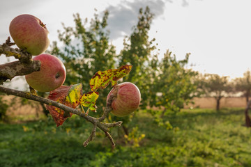 Close up, shallow focus of ripened apples seen on a branch of an apple tree in a fruit orchard. Seen adjacent to a distant arable field, the image taken during mid autumn near dusk.
