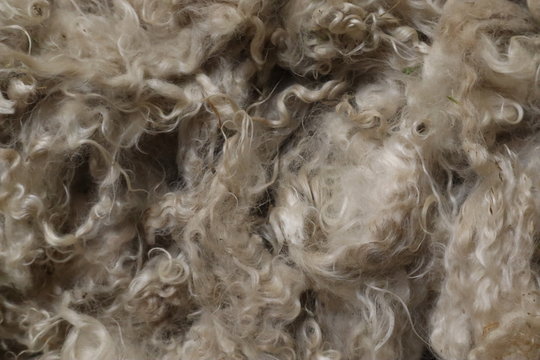 Texture de laine blanche mouton ch&egrave;vre mohair 