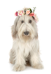 bearded collie in studio