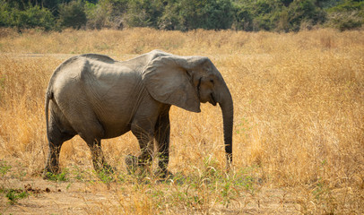 Elephant walking in the bush, profile view
