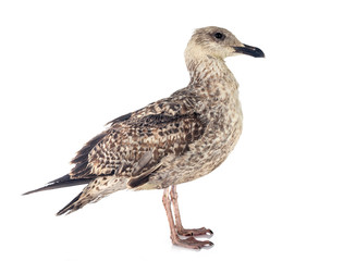 European herring gull