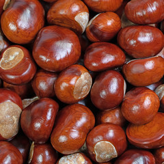 Früchte der  Gewöhnlichen Rosskastanie, Aesculus hippocastanum