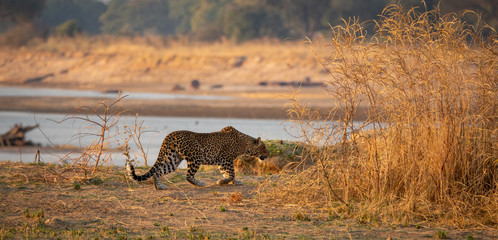 Leopard hiding in the bush for hunting