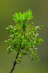 ASH OR EUROPEAN ASH (Fraxinus excelsior), Fuentes del Narcea, Degaña e Ibias Natural Park, Asturias, Spain, Europe