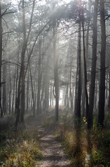 pine tree forest in a sunny morning / evening with fog, mystery dark woods