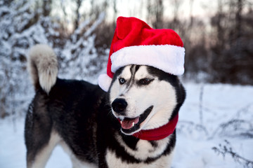 Dog breed Siberian Husky in cap Santa Claus and red scarf in winter forest