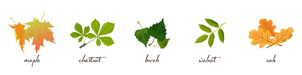Set with vector lettering and illustrations of maple, chestnut, birch, walnut, oak leaves. Nature, environment protection and wildlife preservation concept. Cartoon collection isolated on white.