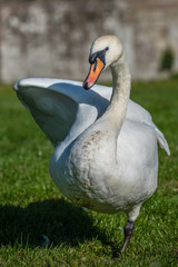 Mute Swan