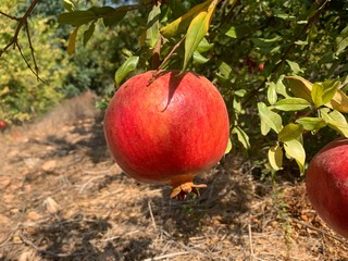 red pomegranate on a tree