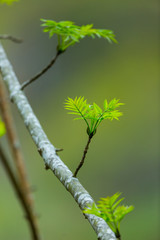ASH OR EUROPEAN ASH (Fraxinus excelsior), Fuentes del Narcea, Degaña e Ibias Natural Park,...