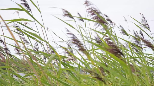 Green lake reed swinging in the wind. Saima lake, Finland. Overcast weather
