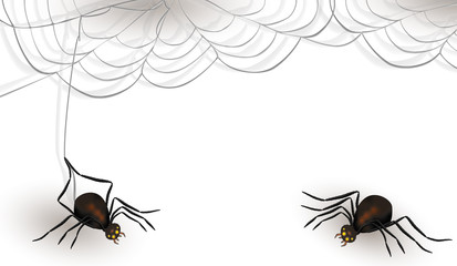 Zwei Spinnen mit Spinnennetz auf einem weißem Hintergrund