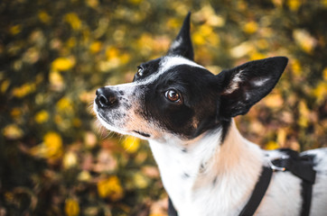 Portrait of basenji on a background of leaves